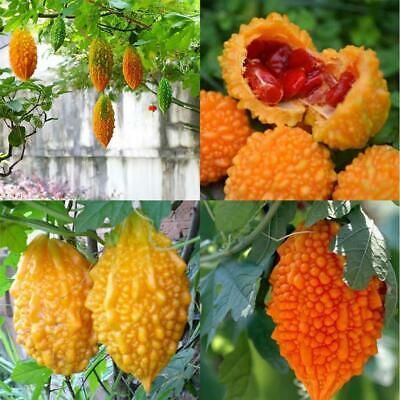 มะระหวาน (Sweet Balsam pear) / 10 เม็ด