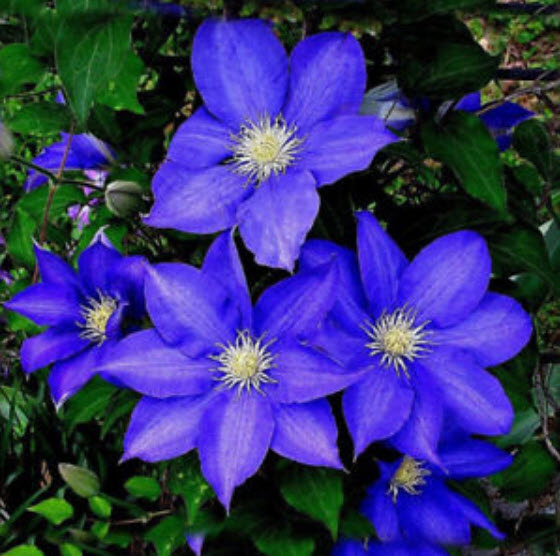 เคล็มแมททิส (Clematis) สีน้ำเงิน / 100 เม็ด