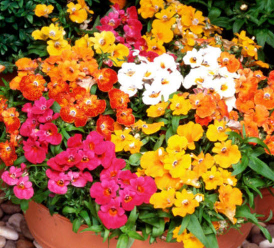 เนมีเซีย ซันดร็อพ (Nemesia Sundrop) คละ / 1,100 เม็ด (UK)