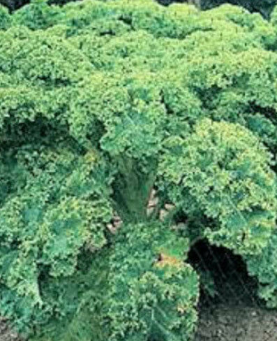 คะน้าเคลใบหยิก (Vate blue curled kale) / 500 เม็ด