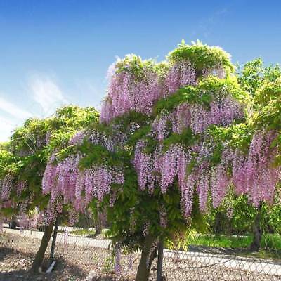 วิสทีเรียต้น (Wisteria tree) สีม่วง / 10 เม็ด (Australia)
