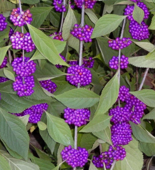 ต้น บิวตี้เบอรี่ beautyberry / ราชาไข่มุก กระถาง 10 นิ้ว