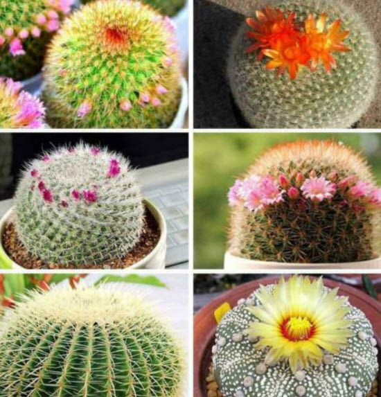 แคคตัส (Cactus) คละ / 100 เม็ด