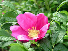 กุหลาบญี่ปุ่น (Rosa rugosa) / 10 เม็ด (India)