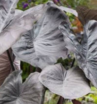 เมล็ดพันธุ์ บอน แบล๊คไดมอนด์ เฮด / 5 เม็ด (P2S)*