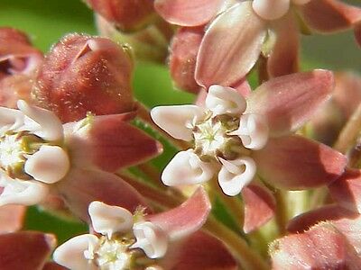 มิลค์หวีด ชมพู (Pink Common Milkweed) / 50 เม็ด (USA)