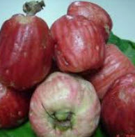 ต้นชมพู่สาแหรก เพาะเมล็ด สูง 15-30 ซ.ม.