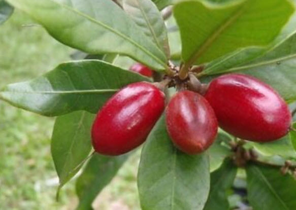 ต้นมหัศจรรย์ หรือมิราเคิล สูง 50-70 ซ.ม.