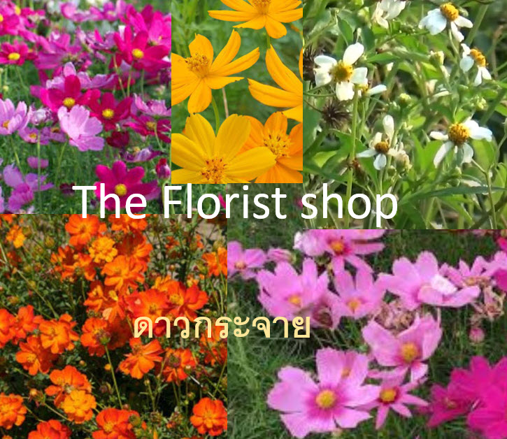 ดาวกระจาย หรือคอสมอส (Cosmos) คละ / 100 เม็ด (P2S)