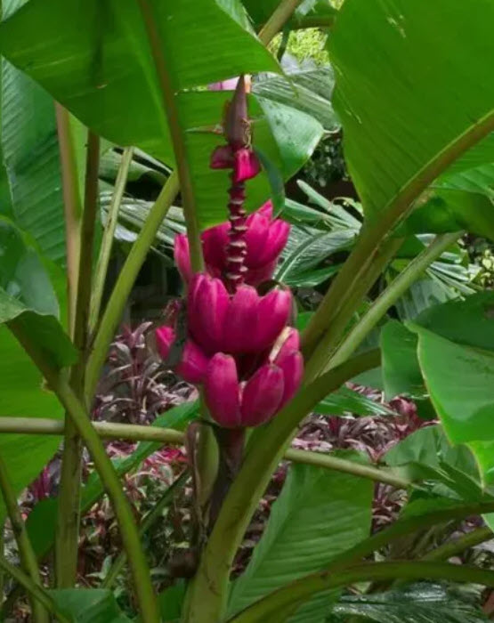 กล้วยรุ่งอรุณ หรือกล้วยดอกบัวอัสสัม (Musa Velutina) / 5 เม็ด (Portugal)