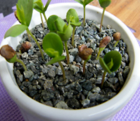 แอปเปิ้ลแดง (Red Apple) / 30 เม็ด (นอก)