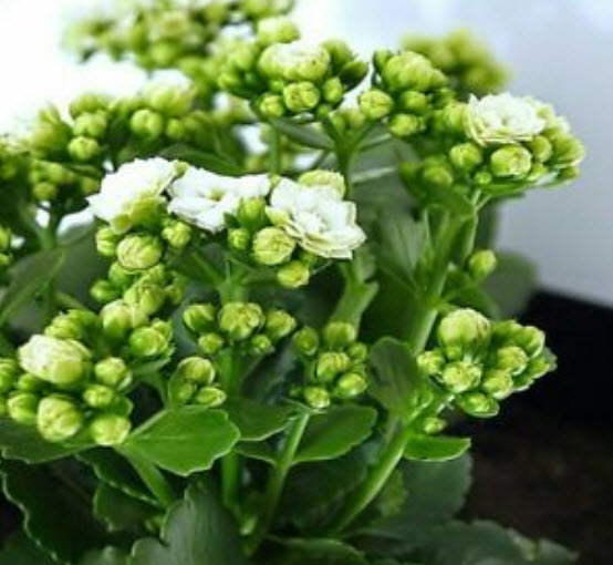 เมล็ดกุหลาบหิน (Kalanchoe) สีขาว / 50 เม็ด (นอก)