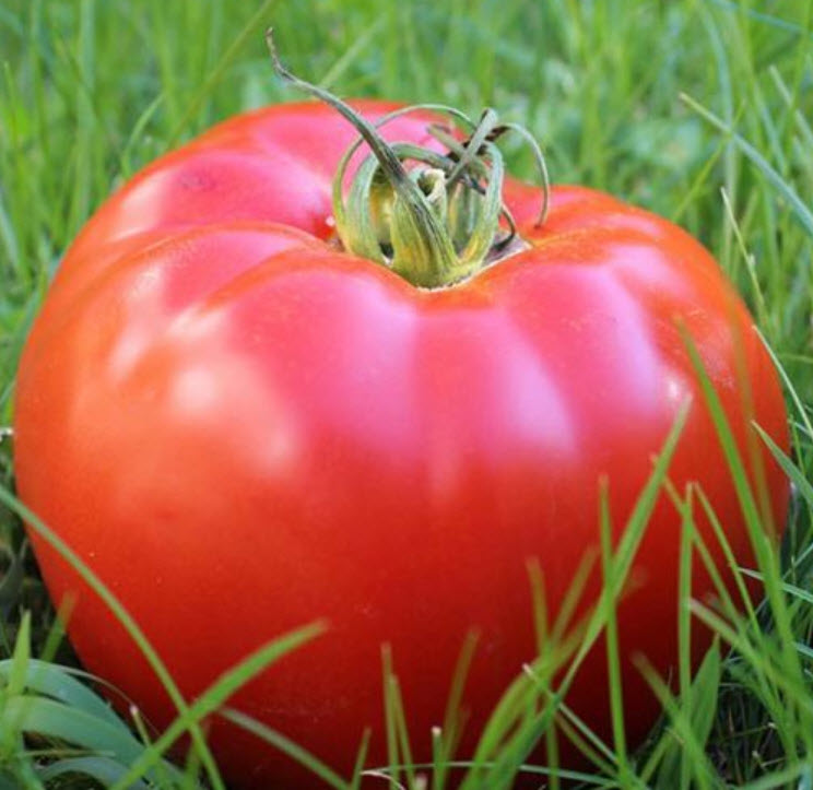 มะเขือเทศยักษ์ (Belgium Tomato) / 100 เม็ด