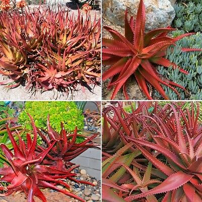 ว่านหางจระเข้ (Aloe Vera) สีแดง / 100 เม็ด (นอก)