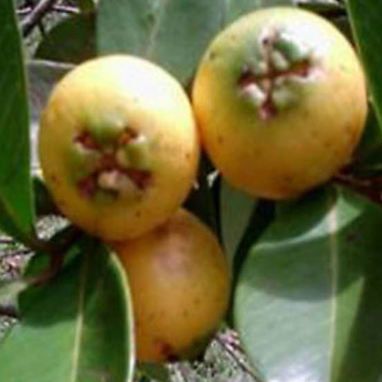 ฝรั่งสตรอเบอรี่เหลือง ฝรั่งเชอรี่สตรอเบอรี่ (Strawberry Cherry Guava) ผลสีเหลือง / 5 เม็ด (Portugal)