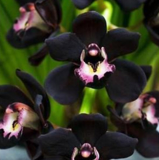 กล้วยไม้สีดำ (Black Orchid) / 100 เม็ด (นอก)