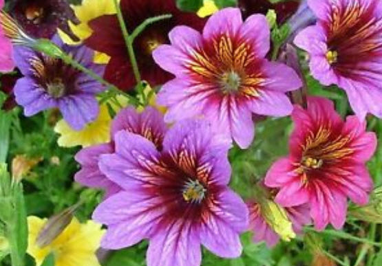 ซาลพิกลอสซิส (Salpiglossis sinuata) คละ / 1,200 เม็ด (Ukraine)