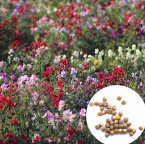 สวีทพี แมมมอธ (Sweet Pea Mammoth) คละ / 100 เม็ด