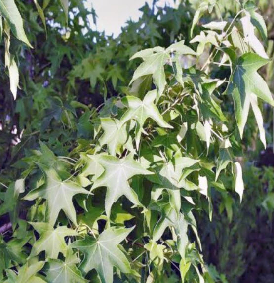 สวีทกัม (Sweetgum / Alligator Wood) / 100 เม็ด (Australia)