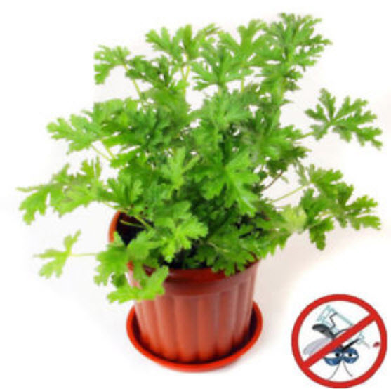 มอสซี บัสเตอร์ (Mozzie Buster) ต้นไม้ไล่ยุง / 100 เม็ด