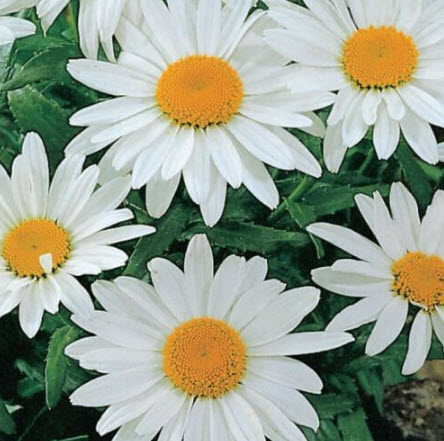 อลาสก้า แชสต้าเดซี่ (Alaska Shasta Daisy) / 200 เม็ด (USA)