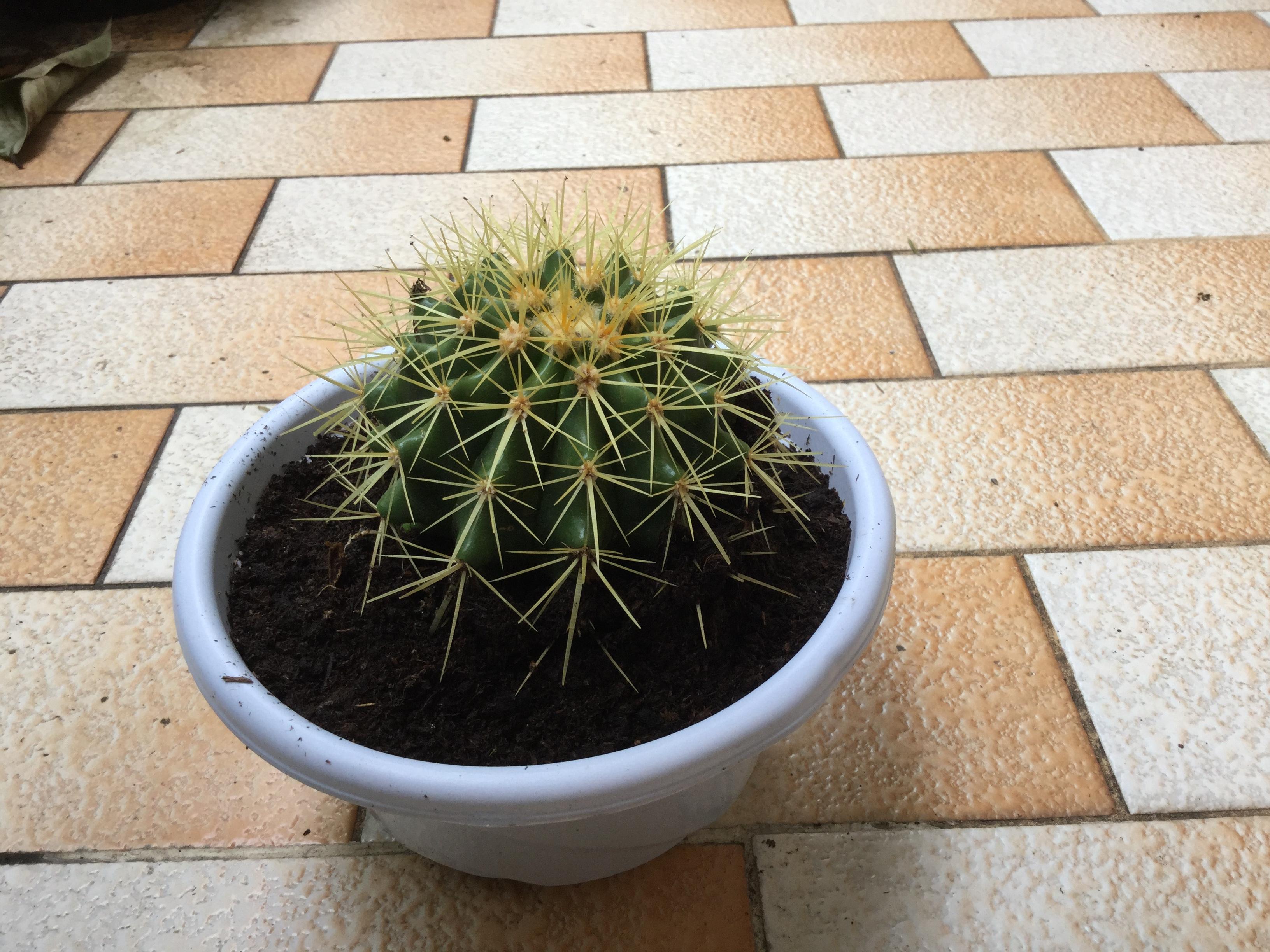 ต้นถังทอง (Golden Barrel Cactus) ขนาด 10-12 ซ.ม. / ต้น
