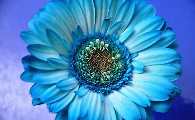 เยอบีร่า (Gerbera) สีฟ้า / 100 เม็ด