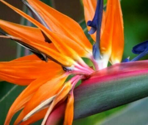 ปักษาสวรรค์ (Bird of Paradise) คละ / 10 เม็ด (China)
