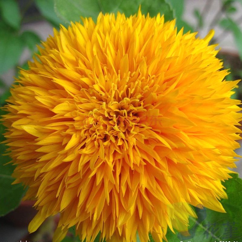 ทานตะวันดอกซ้อน (Double sunflower) / ซอง 20 เม็ด (A298)