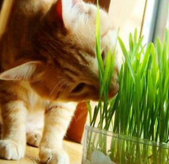 หญ้าแมว (Cat Grass) / 1600 เม็ด (นอก)