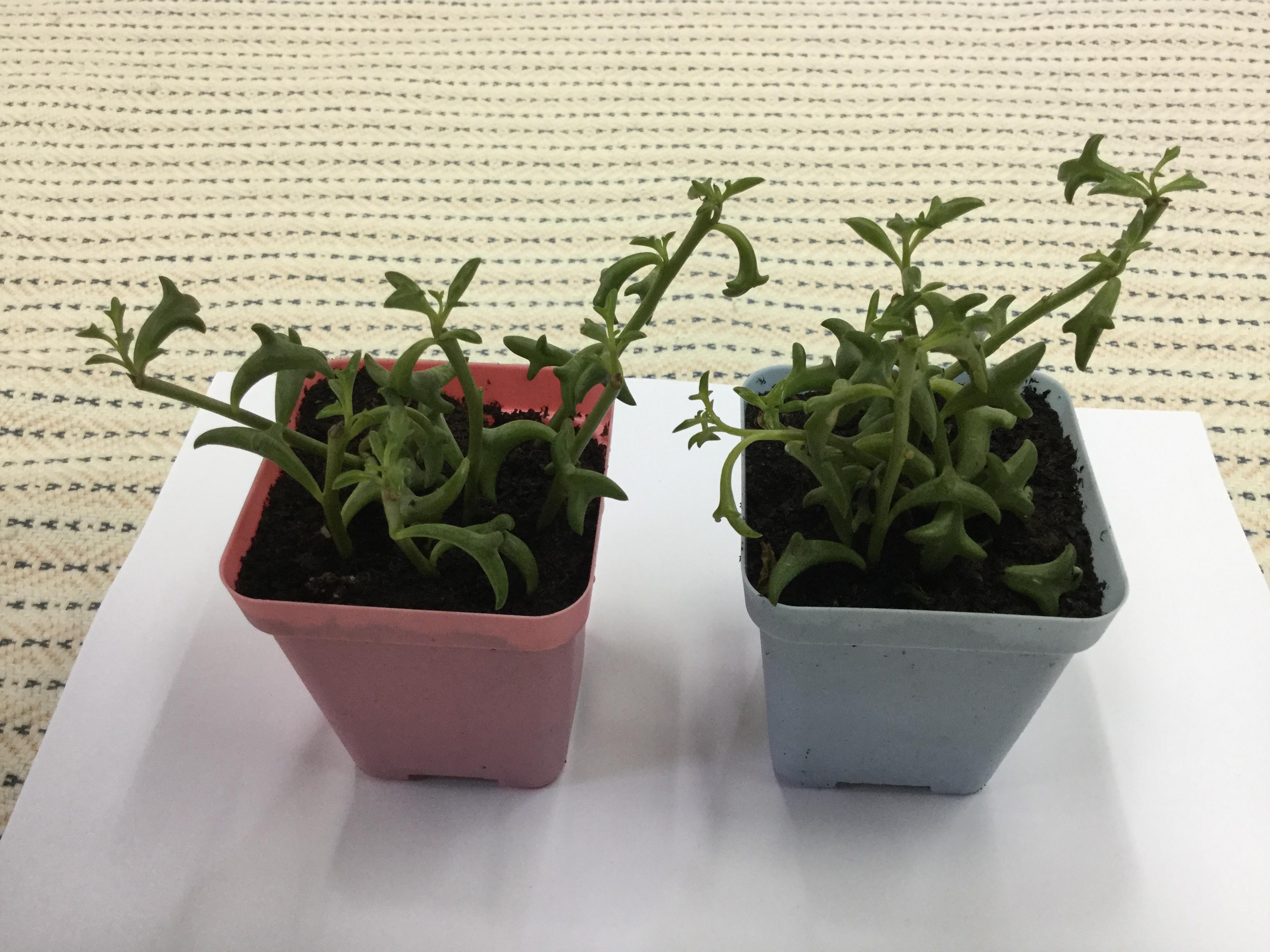 ต้นโลมา กระถาง 3 นิ้ว / ต้น