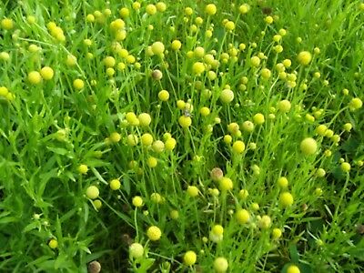 สนีซหวีดสับปะรด (Pineapple Sneezeweed / Helinium) / 400 เม็ด (Ukraine)