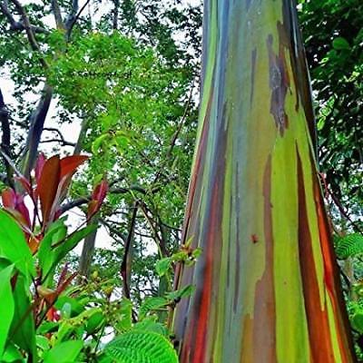 ยูคาลิปตัสแฟนซี (Rainbow Eucalyptus) / 500 เม็ด (Portugal)