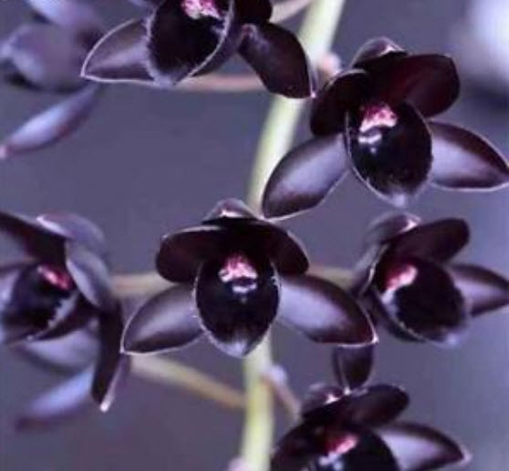 กล้วยไม้สีดำ (Black Orchid) / 100 เม็ด (นอก)