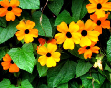 แววตา (Black Eyed Susan) / 20 เม็ด (UK)