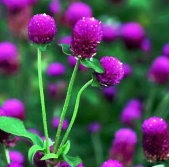 บานไม่รู้โรย (Globe Amaranth) / 50 เม็ด (นอก)