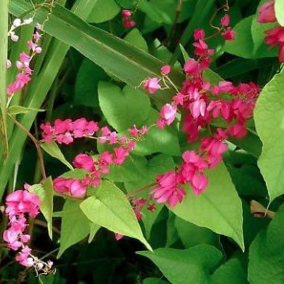 พวงชมพู สีชมพูเข้ม / 5 เม็ด (Germany)