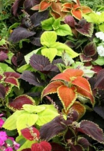 ฤาษีผสมแฟนซี (Coleus - Rainbow) คละ / 100 เม็ด (USA)*