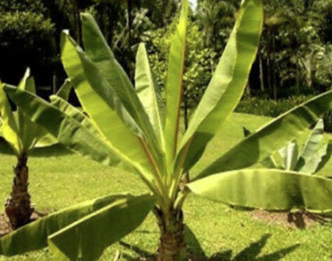 กล้วยเอธิโอเปีย (Ethiopian banana) / 5 เม็ด (UK) *
