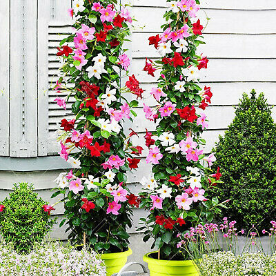 บานบุรี ต้นเตี้ย (Climbing Mandevilla Sanderi) คละสี / 50 เม็ด (นอก)