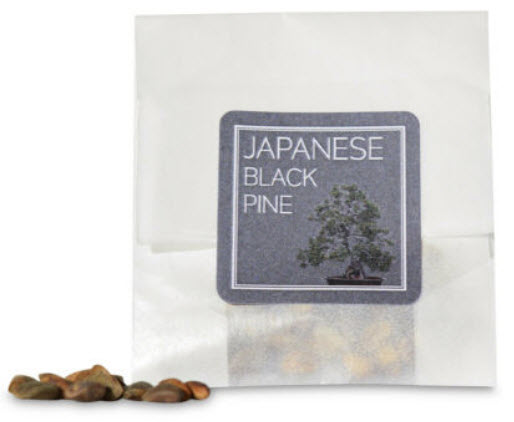 สนดำญี่ปุ่น (Japanese Black Pine / Pinus Thunbergii) / 10 เม็ด (UK)*