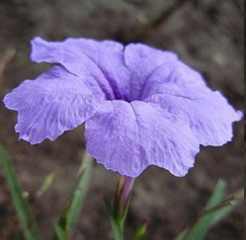 ต้อยติ่งฝรั่ง (Ruellia tuberosa) สีม่วง / 10 เม็ด)