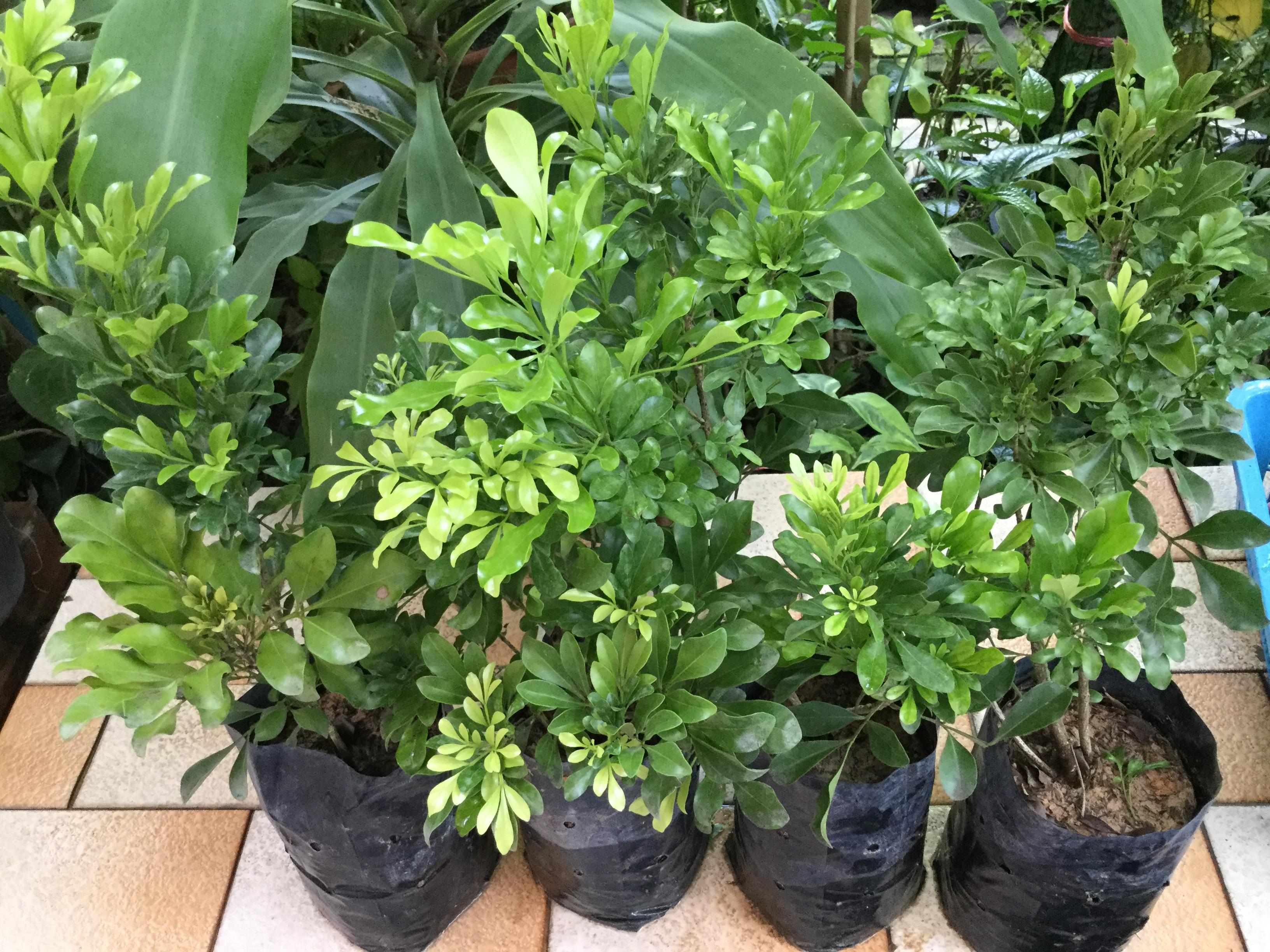 ต้นประยงค์ ถุงดำ สูง 50-60 ซ.ม. / ต้น