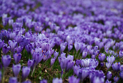 หญ้าฝรั่น (Saffron / Crocus) คละ / 50 เม็ด (Russia)