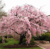 วีบพิ่ง เชอรี่ (Weeping Cherry - Pink Fountain) / 20 เม็ด