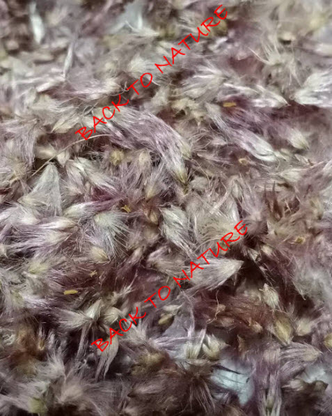 หญ้าชมพู หญ้าดอกชมพู pink grass / 500 เม็ด