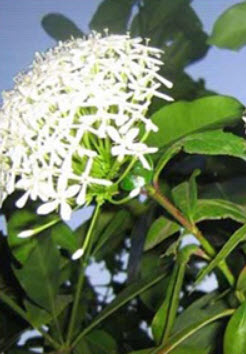 ต้นเข็มขาว สูง 20-30 ซ.ม. / ต้น