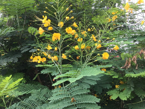 หางนกยูงไทย ดอกสีเหลือง / 15 เม็ด (P2S)