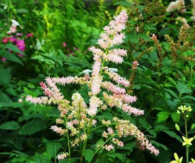 อัสดง (Astilbe) คละ / ซอง 50 เม็ด (A117)