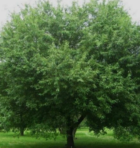 เชอร์รี่ แอปเปิ้ล (Cherry Apple) / 10 เม็ด (Lithuania)